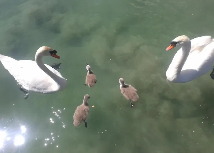 Strandpension Liane Penzion